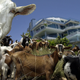 Illustration for article titled Breaking: Goats everywhere